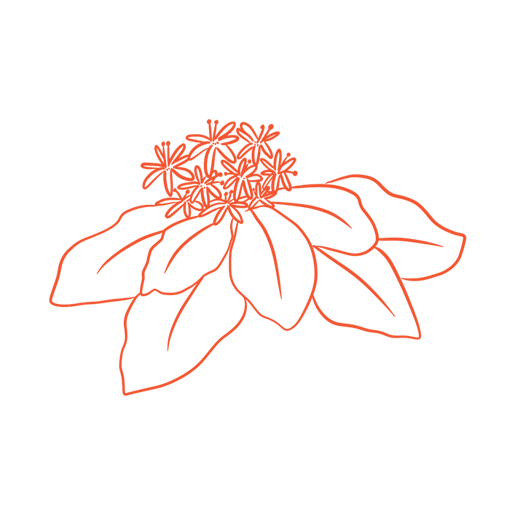 Rhodiola (Rhodiola rosea)