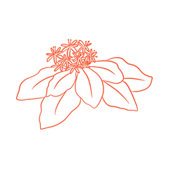 Rhodiola (Rhodiola rosea)